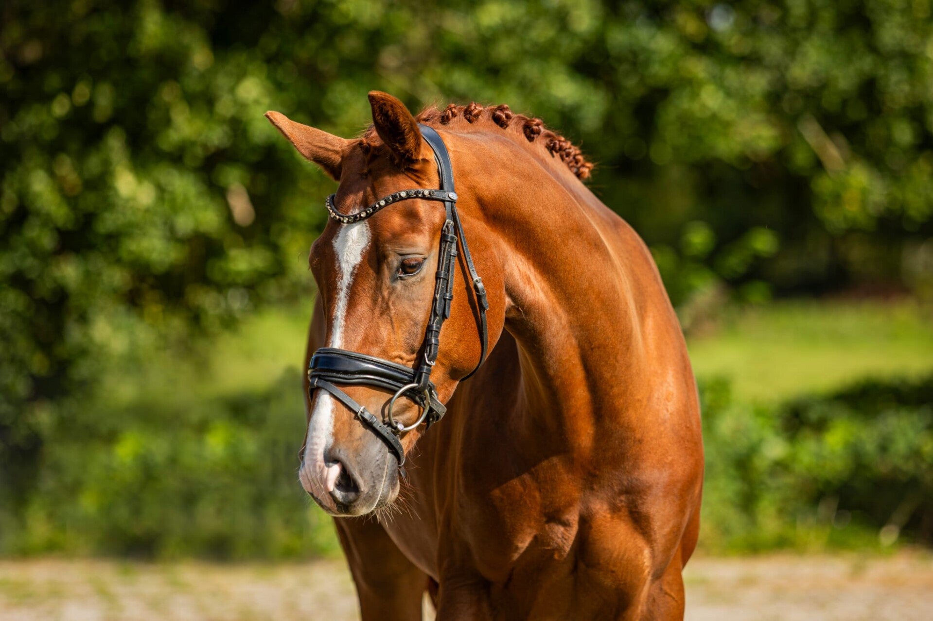 Young Horse for sale, Dressage, TRT Method, Groundwork
