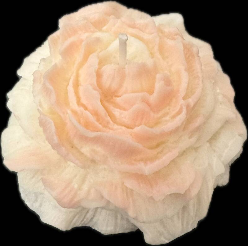 rosa-standard-s5pfjq.jpg