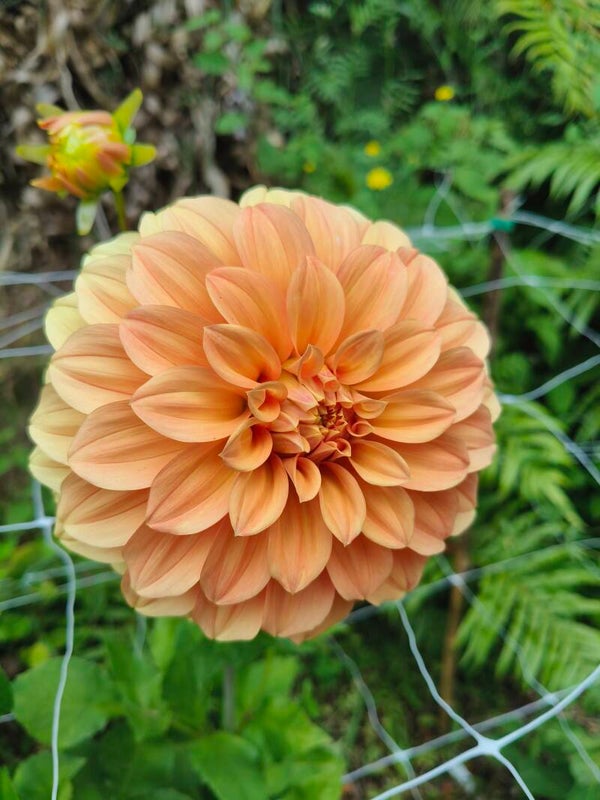 Bracken Palomino