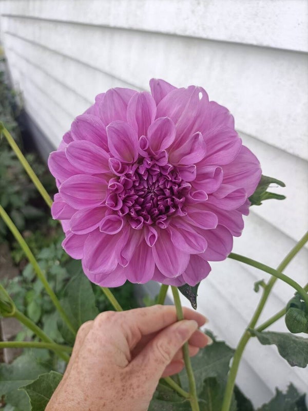 Lilac time