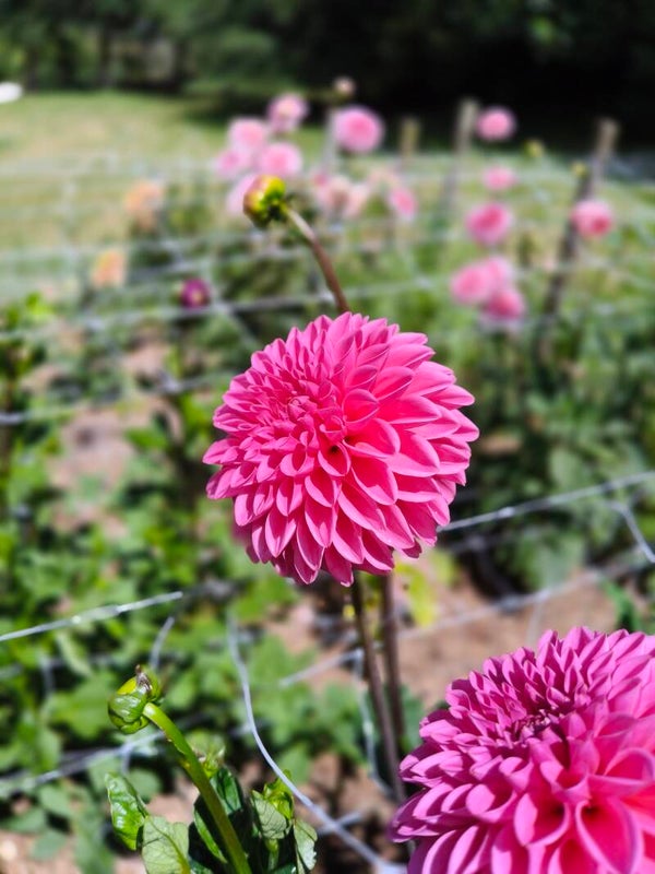 Pink Sylvia