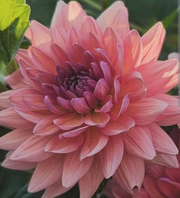 Dutch Pearl