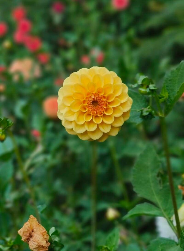 Golden Sceptre