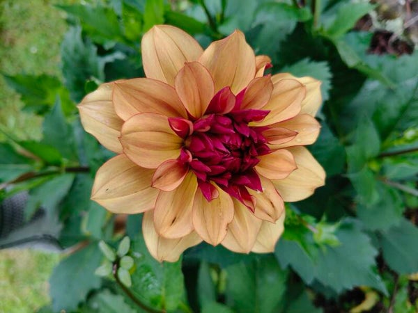 Creme De Cognac