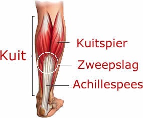 zweepslag-nielsweb-biologie
