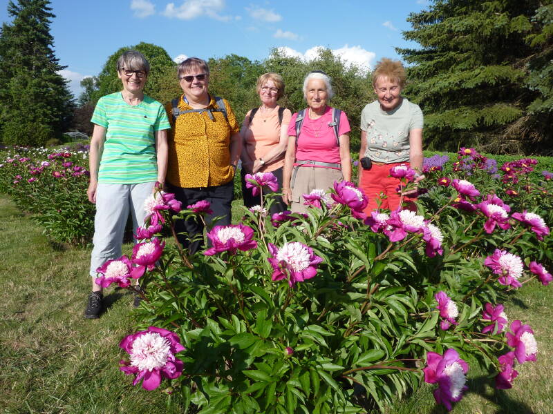 Röschen über Röschen