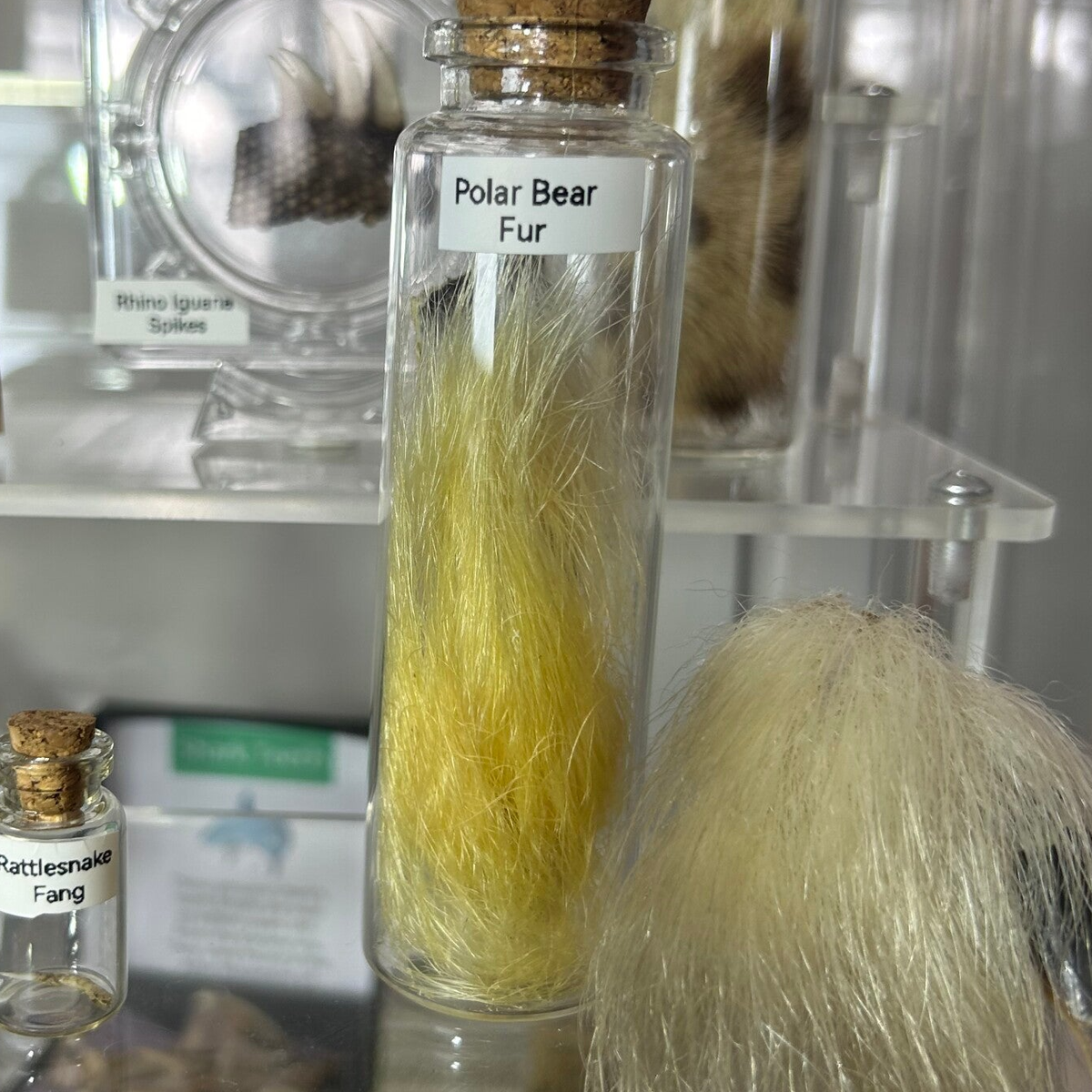 Animal Furs | That Little Museum