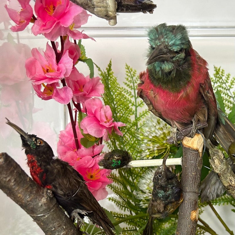 The World Of Birds - That Little Museum