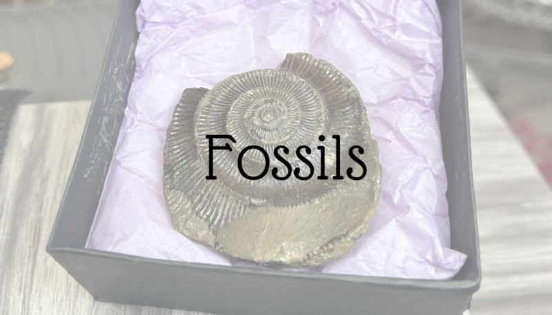 Fossils at That Little Museum 