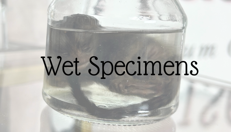 that little museum wet specimens 