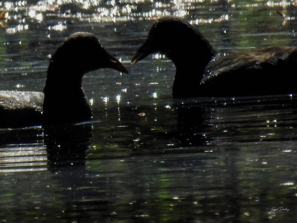 Heart to Heart