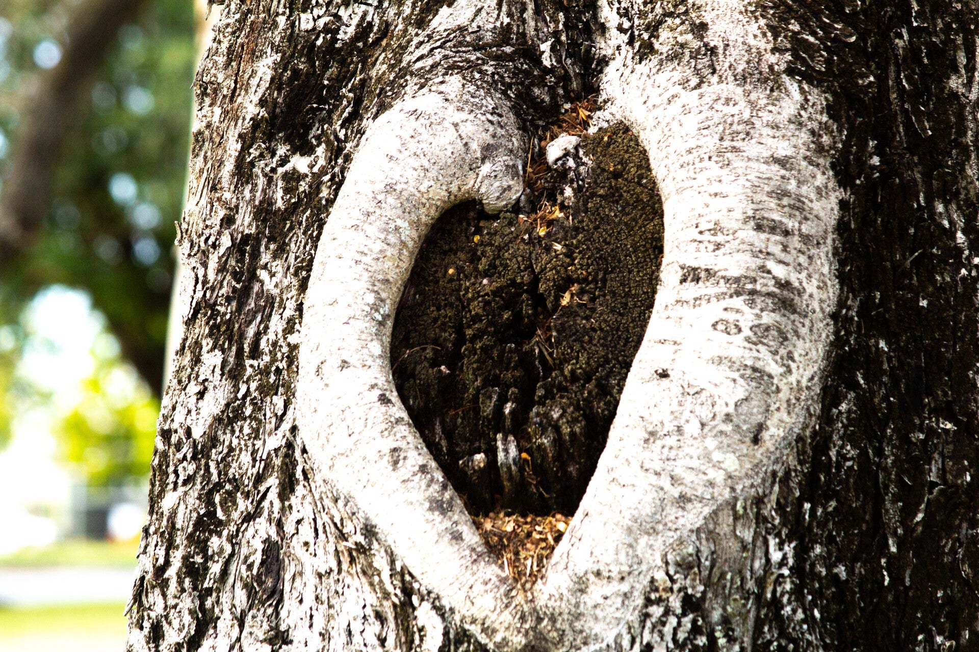 Nature's Heart