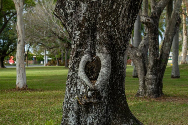 Nature's Heart