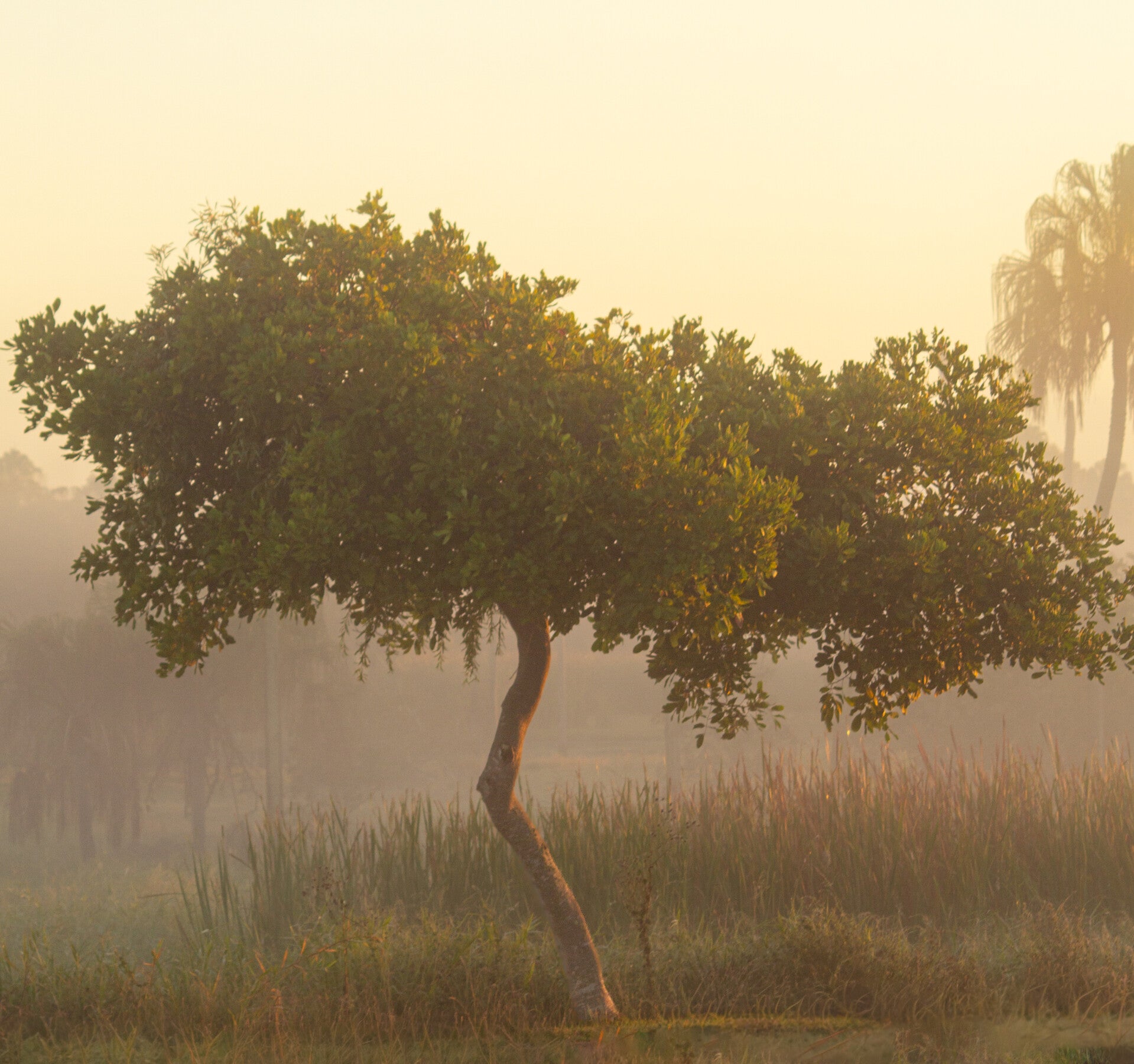Golden Solitude