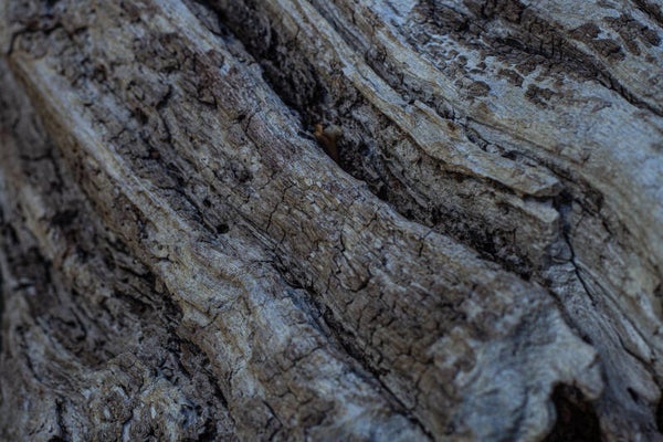 Carved by Time