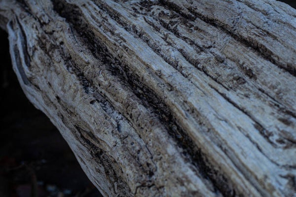 Weathered Grace