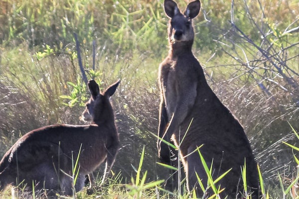Bush Companions