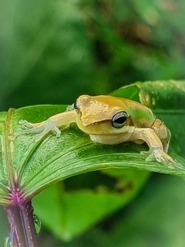 Quiet Observer
