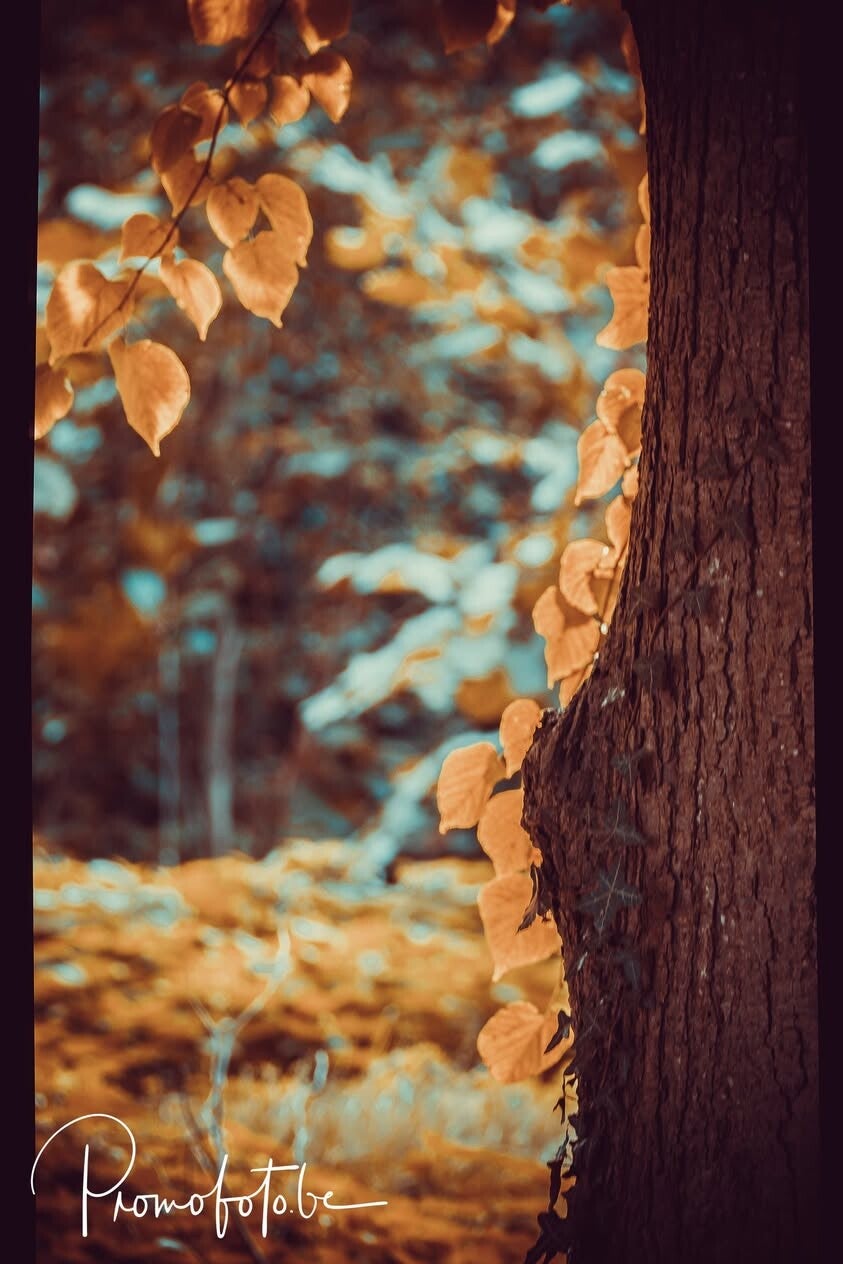 herfst fotoshoot met Promofoto WoWWoW Zwevegem Waregem Kortrijk