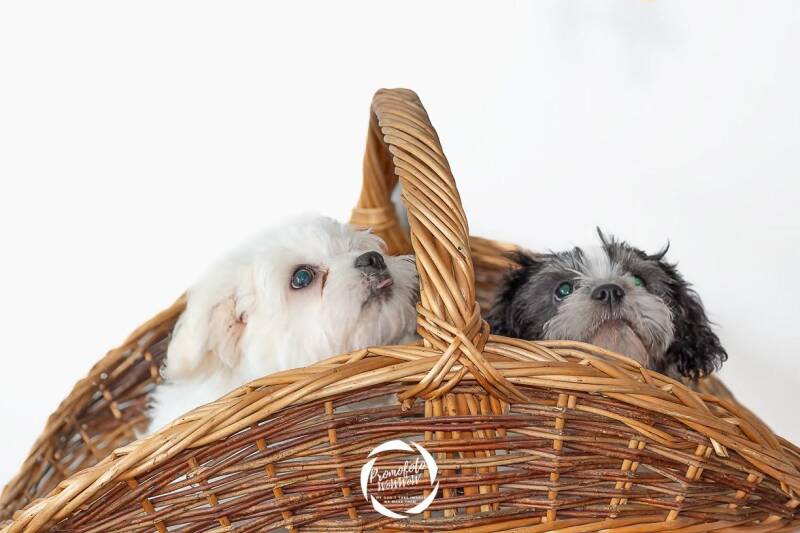 natuurlijke foto'huweljk familie portret dieren Promofoto WoWWoW Zwevegem