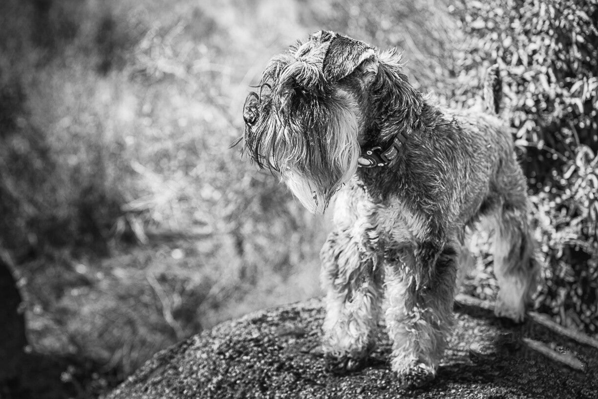 Fotoshoot met je hond of kat: studio of natuur? | Promofoto WoWWoW