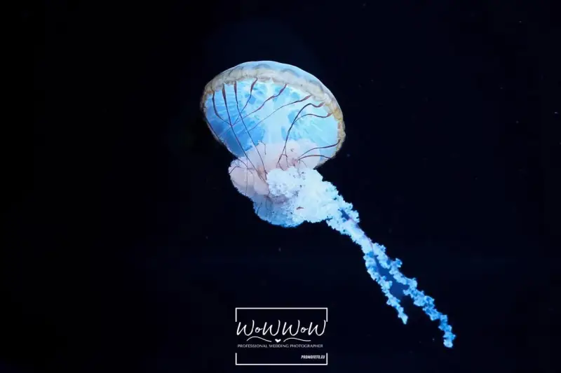 unieke kunst aan de muurfotokader op maat Promofoto WoWWoW