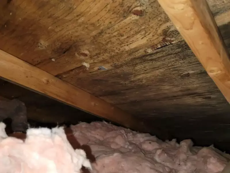 Moisissure dans un Grenier, Entretoit 