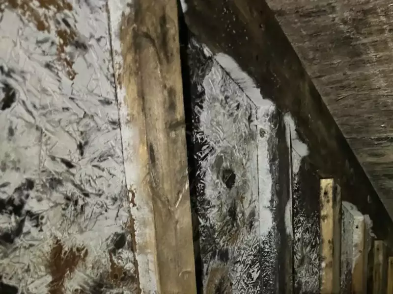 Moisissure Grenier Entretoit 