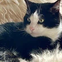 Cosmo, mijn lieve meditatiemaatje