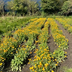 Goudbloemen in de tuin van Weleda
