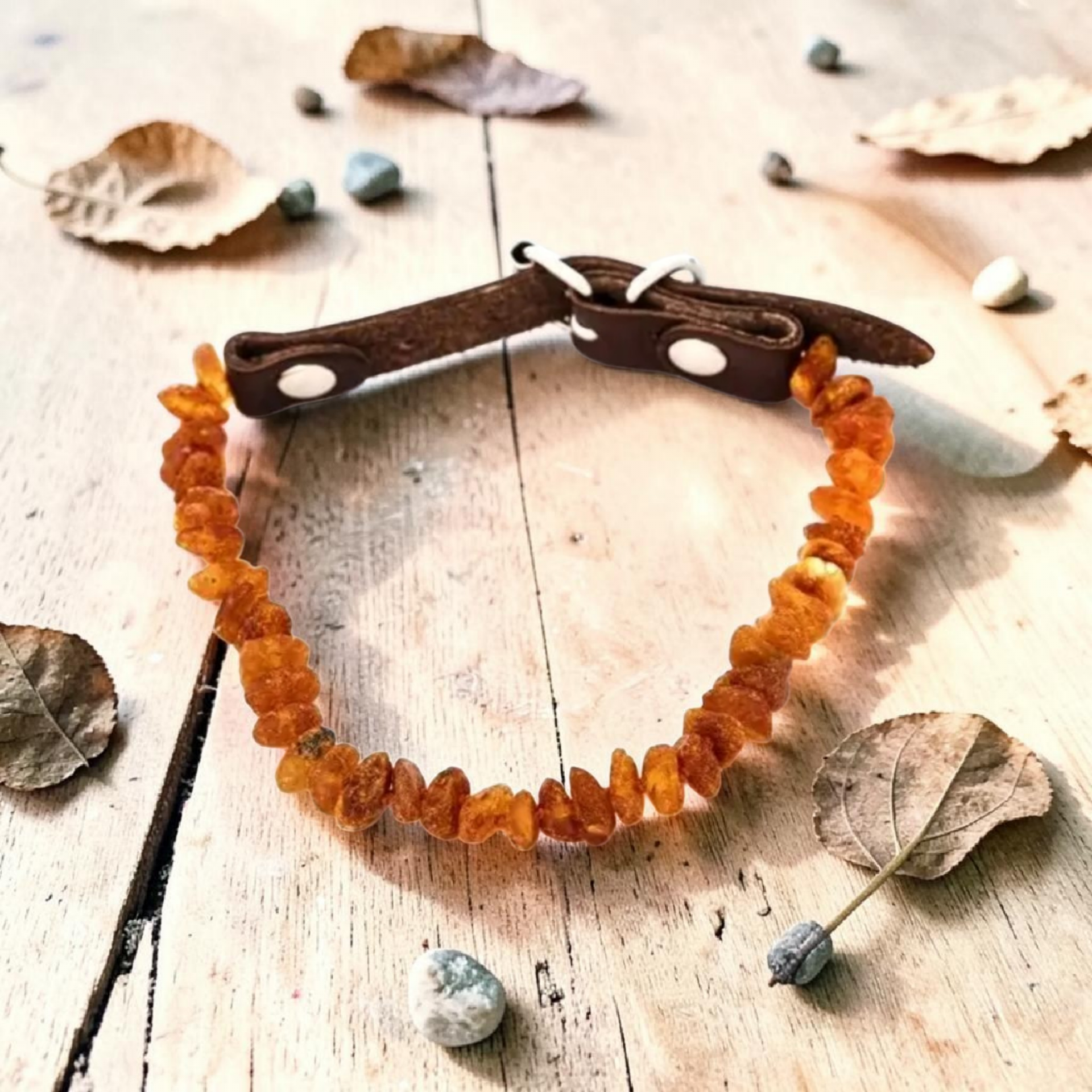 Collier d'ambre pour chien