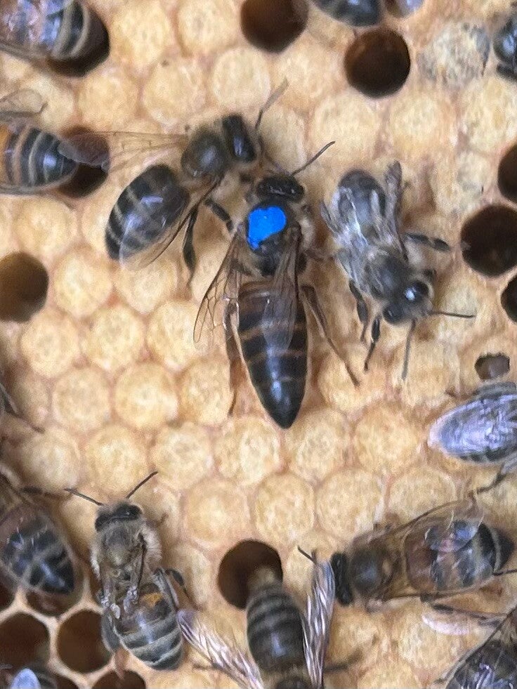 Native Queen Bee (AMM) Open mated