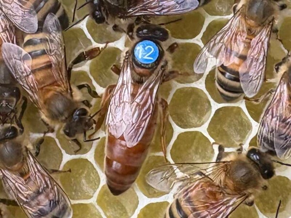 Uk Mated Buckfast Queen Bee (Open Mated)