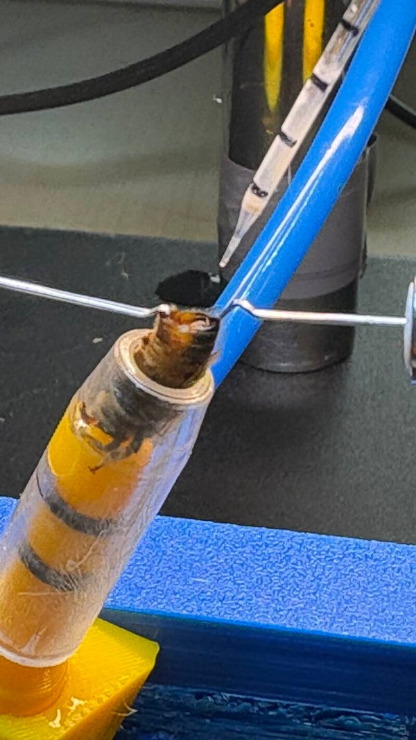 Untested Artificially Bred Buckfast Breeder Queen (F0)