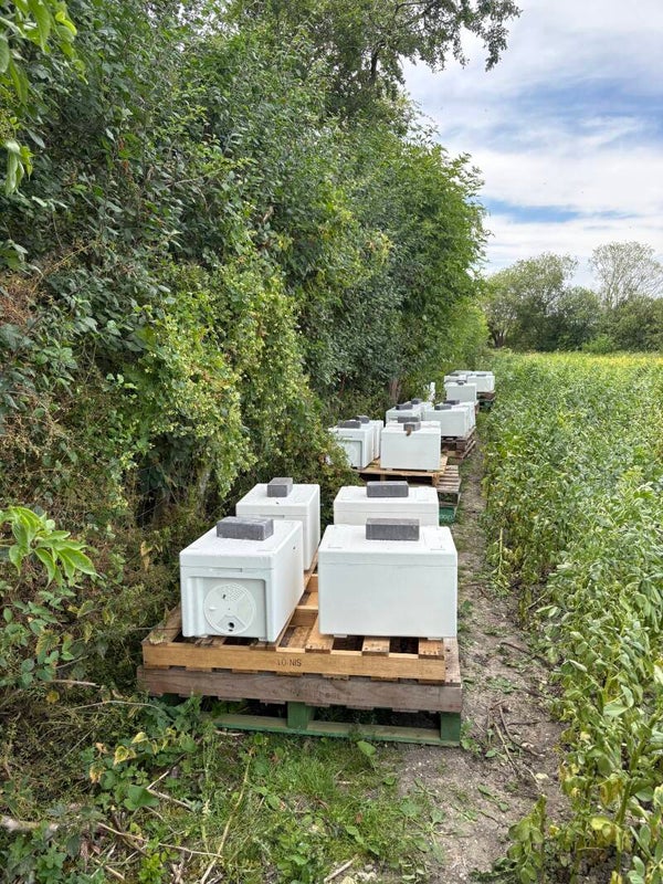 Overwintered Buckfast Nucleus Colony 2027 *DEPOSIT ONLY*