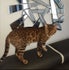 Chaton du bengal