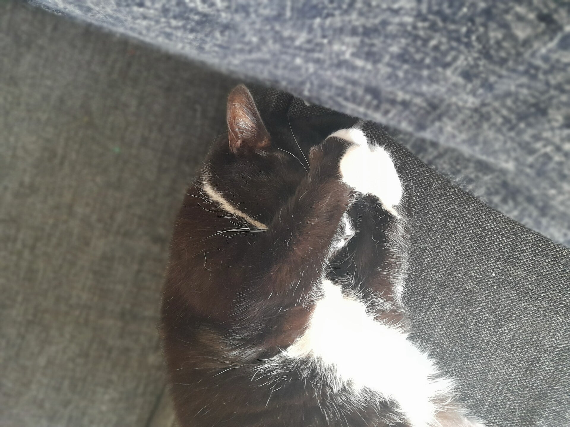 overlijden kat, huisdier, rouwen, laten inslapen, euthanasie