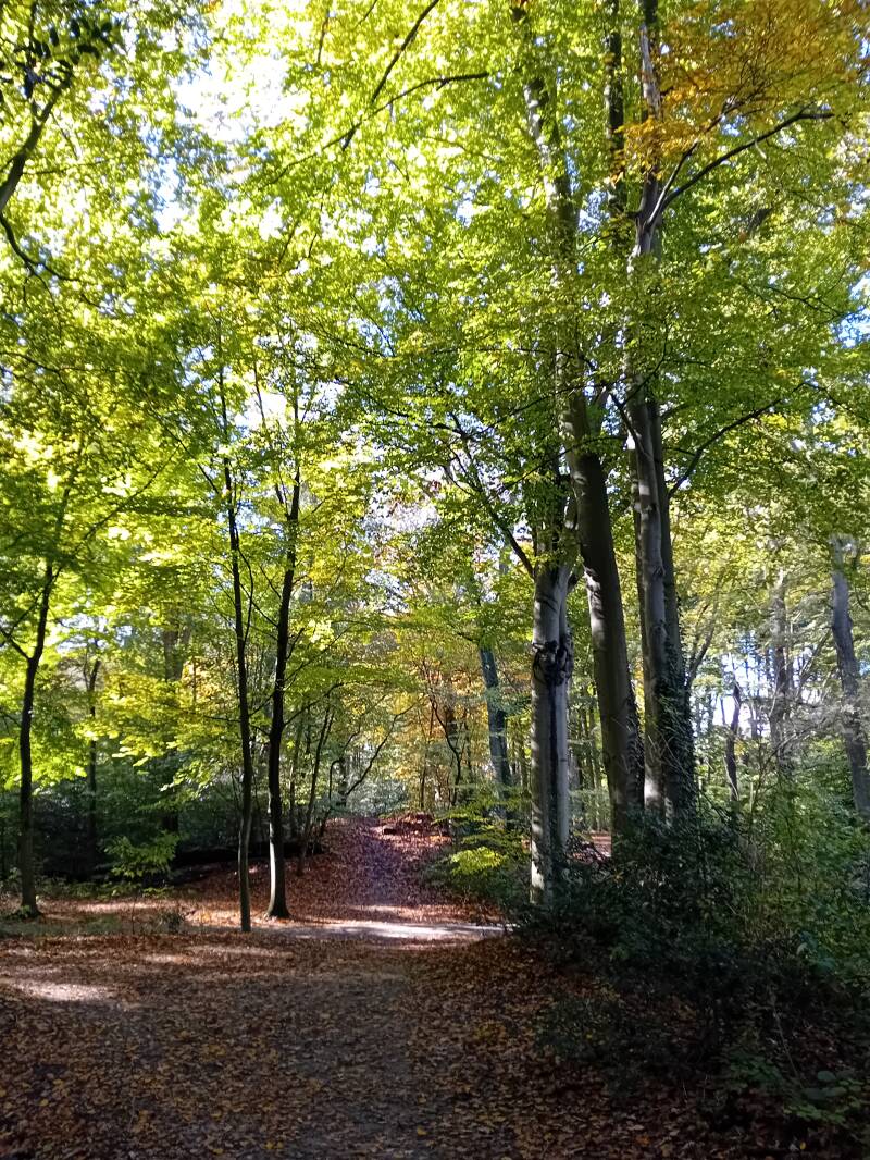 bomen, gevallen blaadjes, herfst