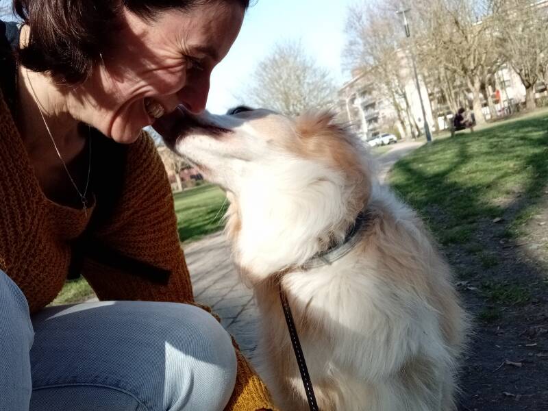 huisdier, hond, familie