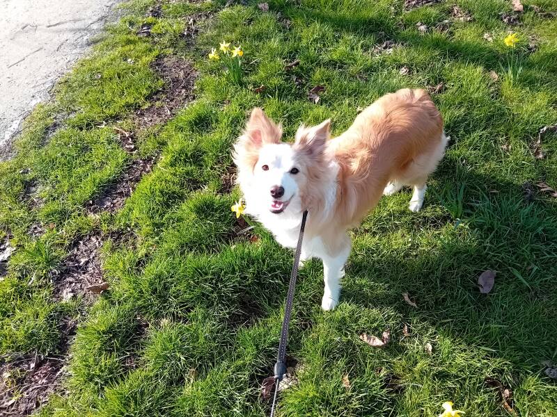 huisdier, hond, familie