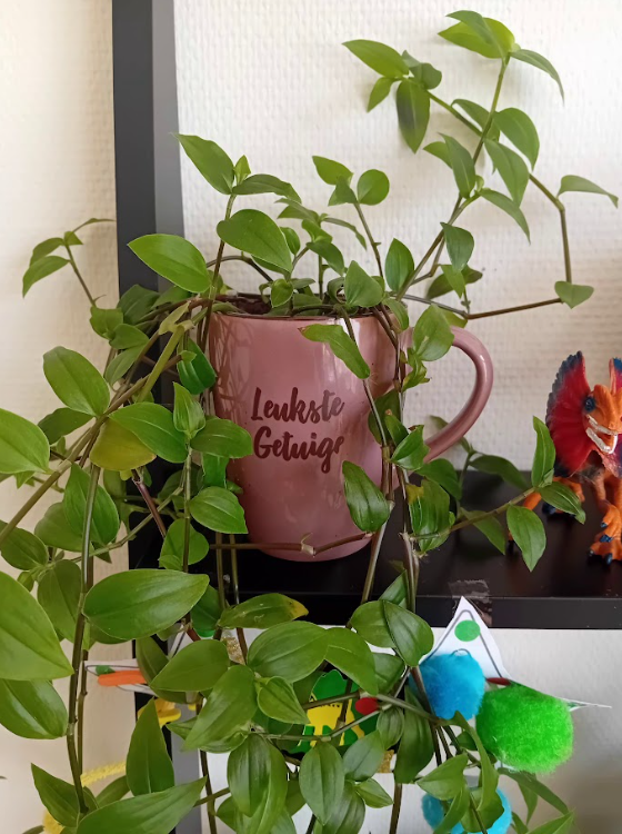 getuige, huwelijk, plant, familie, zus