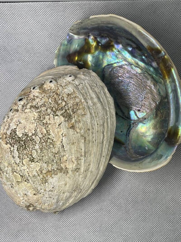 ‘s werelds mooiste kleurrijkste Paua (Abaloon) schelp uit Nieuw-Zeeland