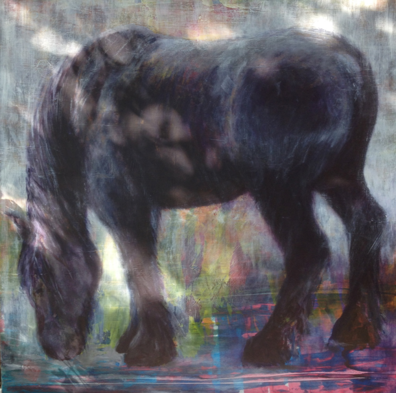 Belg, een stevig gebouwd vierkant trekpaard,