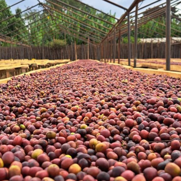 Yirgacheffe