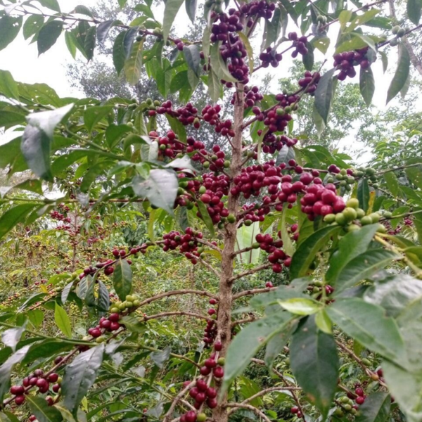 Guji