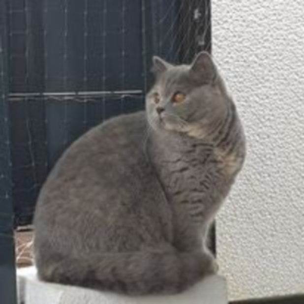 * 24.03.2021                 blue-cream         HCM / PKD negativ Sep. 202               Felv/Fiv negativ                   BG : AB