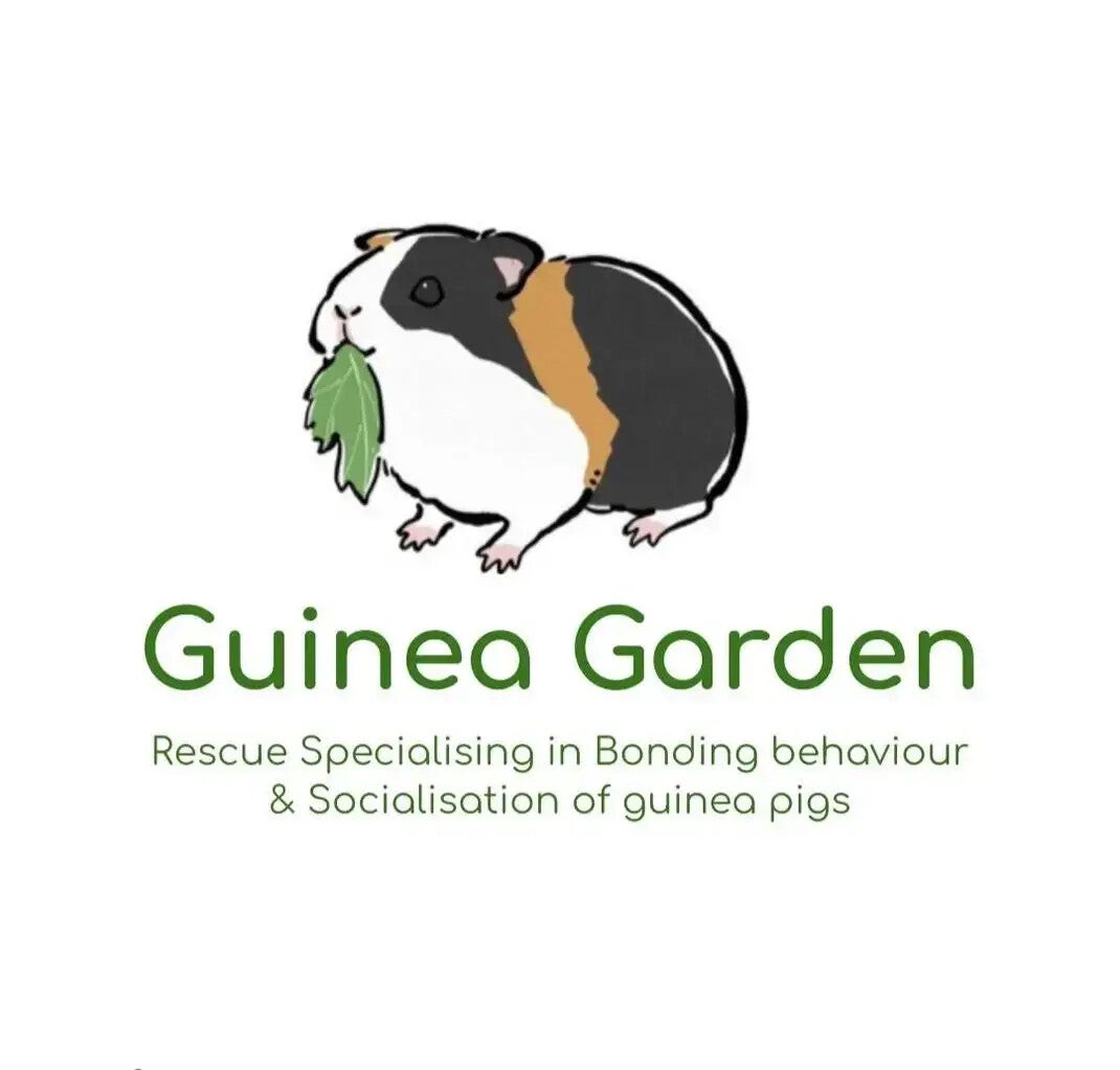 Are rabbits smarter than guinea pigs? / The Rabbit Hub Guinea Garden