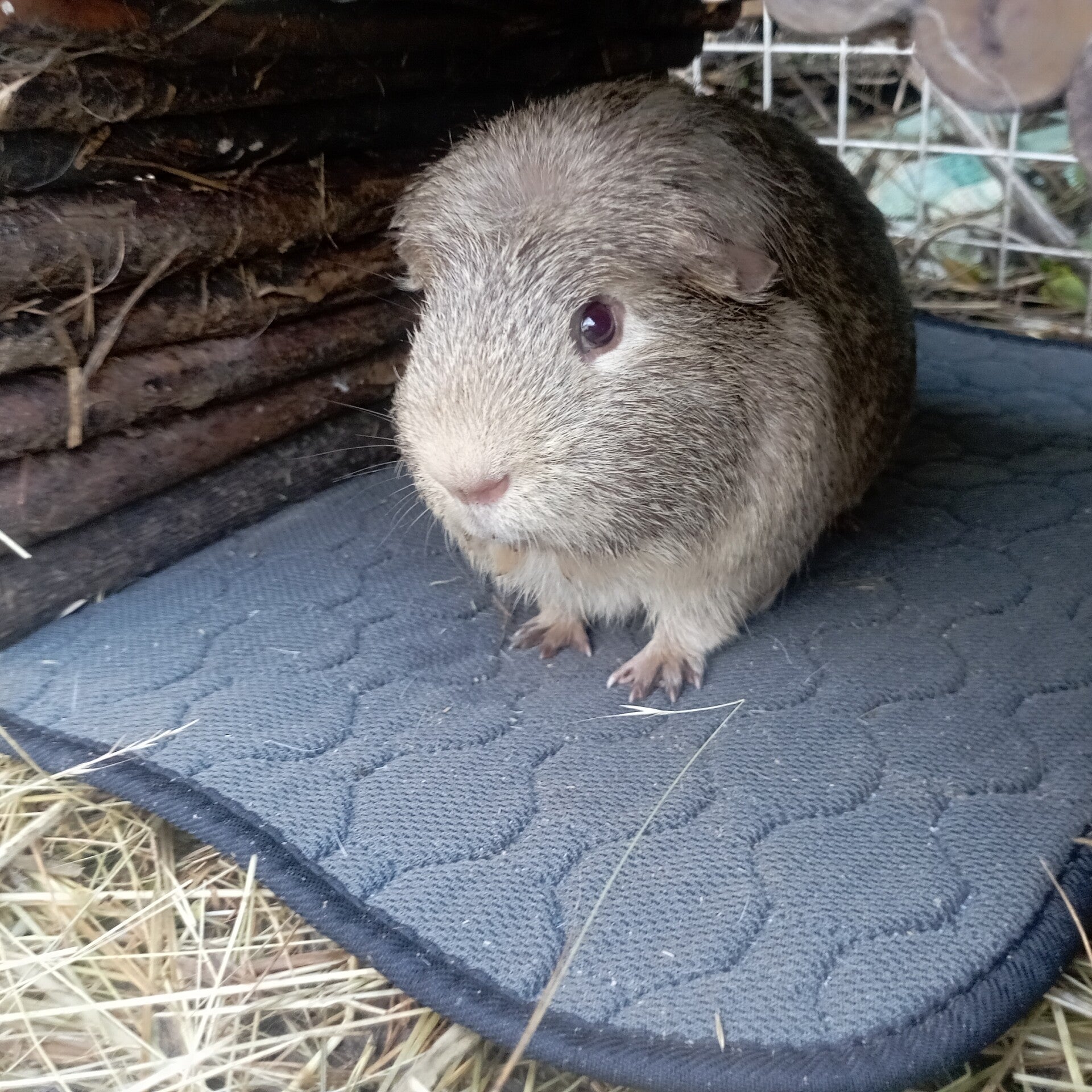 Adopt & Surrender Guinea Garden Rescue