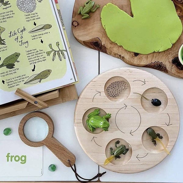 Growth Life Cycle Board Plus One Insect Set Life Montessori Science Teaching Aid