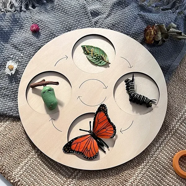 Growth Life Cycle Board Insect Life Montessori Teaching Aid